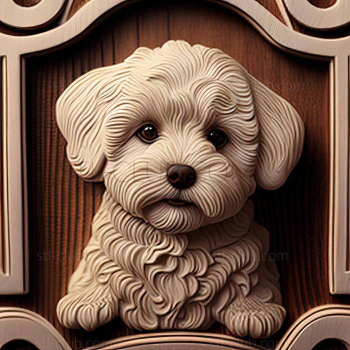 3D model st Havana Bichon dog (STL)